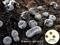 Diderma cinereum-amf1979